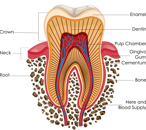 Root canal treatment